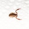 A 3mm long book scorpion with pincers