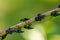 3rd-instar stage June-July of spotted lanternfly Lycorma delicatula in Bucks County, Pennsylvania