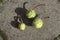 3x Horse-Chestnut seeds (Conkers)