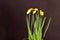 3Yellow Daffodil Flower Bud Trio 04