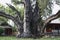 4,500-year-old cypress in Songyang Academy, central China