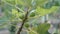 4 American figs on green branch - Ficus caric