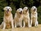 4 Beautiful Golden Retrievers