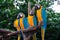 4 Blue-and-Yellow Macaw parrots