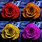 4 colorful roses