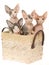 4 Cute Sphynx kittens in brown basket