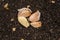 4 garlic on the ground, concept of good nutrition
