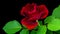 4 k time-lapse red rose flower