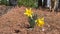 4 K video of Blooming daffodils in spring of 2021