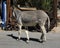 4 Legged Citizen of Oatman Arizona