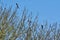 4 magpies in a tree. 4 for a boy`