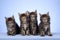 4 Maine Coon kittens on blue background