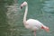 4 may 2014  flamingos at Kowloon Park