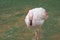 4 may 2014  flamingos at Kowloon Park