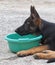 4 month old german shepherd puppy drinking water