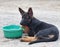 4 month old german shepherd puppy drinking water