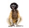 4 months old baby Crowned Sifaka sitting against white