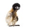 4 months old baby Crowned Sifaka sitting against white