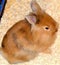4 Months Old Lionhead Rabbits (Harlequin-Colored, Male)