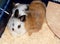 4 Months Old Lionhead Rabbits (Harlequin-Colored, Male and Pointed Piebald Black and White, Female)