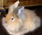 4 Months Old Longhair Lionhead Rabbit (Harlequin-Colored, Female)