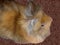 4 Months Old Longhair Lionhead Rabbit (Harlequin-Colored, Female)