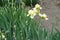 4 pale yellow flowers of irises