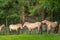 4 Przewalski horses in Wildpark of Han-Sur-Lesse, Belgium