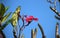 4 Red plumeria or frangipani flower on leafless tree branches