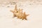 4 sea stars standing in row on golden sand near sea. Family summer vacation concept