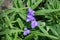 4 simple violet flowers of spiderwort