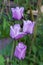 4 stunning purple tulip blooms in a garden setting