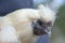 4 - Super close up white silkie chicken head portrait