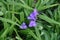 4 violet flowers in the leafage of spiderwort
