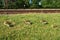 4 yellow canadian goose chicks walking on the grass along the railroad tracks with green trees on the background