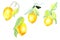 4 yellow lemons with green leaves on sprigs