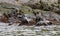 4 Young Antarctic fur seal (Arctocephalus gazella) in South Georgia in its natural environment