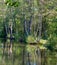 40 Acre Pit, trees reflected in calm lake in Pear Wood next to Stanmore Country Park, Stanmore, Middlesex, UK.