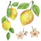 4057 lemon, Watercolor illustration, lemon with a branch, tropical fruit and flowers, isolate