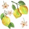 4058 lemon, Watercolor illustration, lemon with a branch, tropical fruit and flowers, isolate on a white background
