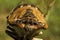464 Cicada Head Frontal Macro