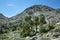 49 palms Oasis in Joshua Tree National Park