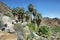 49 palms Oasis in Joshua Tree National Park