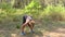 4k 50fps Young woman does athletic exercises in a wood.