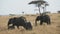 4K 60p clip of an elephant scratching up against a tree at serengeti national park