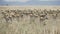 a 4K 60p clip of a gazelle herd with tails wagging at serengeti national park