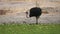 4K 60p clip of a male ostrich feed on lush green plants at a waterhole in tarangire national park