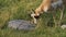 4K 60p close up of a pronghorn antelope grazing in yellowstone national park