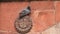 4K 60p shot of a pigeon perching on a wall of bara gumbad in new delhi