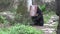 4k, An adult Formosa Black Bear play with the food container for eat